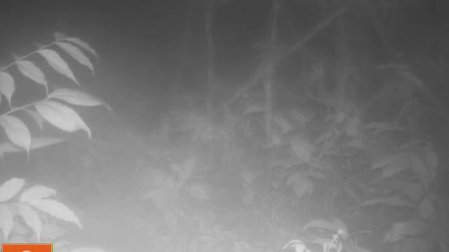 Bushnell trail cam: ocelot morning walk смотреть онлайн