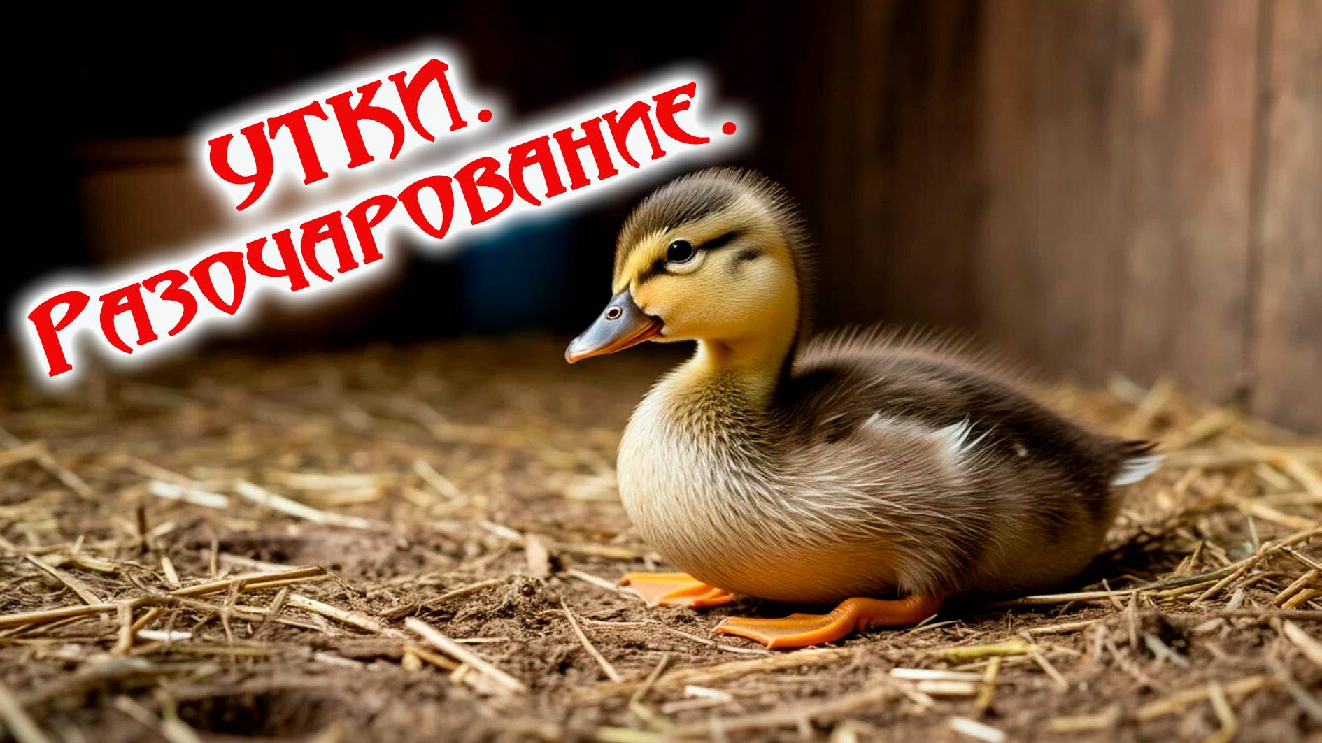 УТКИ. Разочарование.