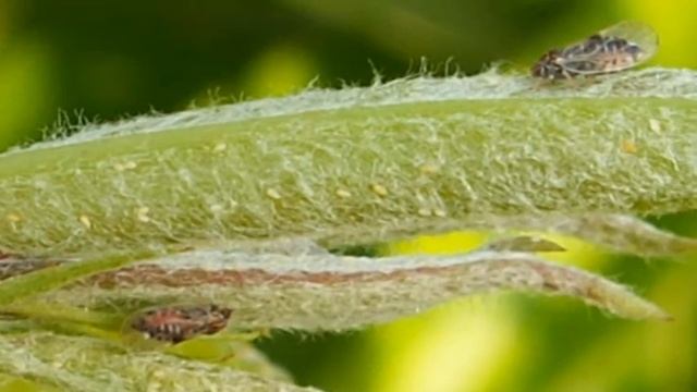 CA Calyso kruskina buva Vasa sansa смотреть онлайн