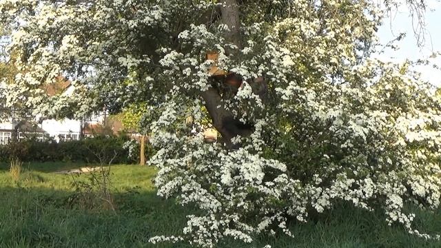 РОЗКЛАДАННЯ ПАСТОК ДЛЯ БДЖІЛ ЛОНДОН 2020р  Decomposition Of Traps For Bees 2020