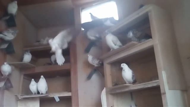 Моя голубятня на балконе смотреть онлайн