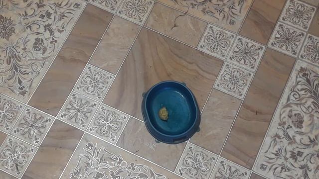Кошка ест картошку смотреть онлайн