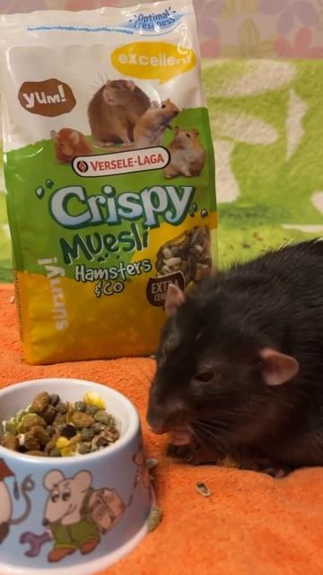 У крысяков новая мисочка, из нее вкуснее. #rat #animal #животные #крысы смотреть онлайн