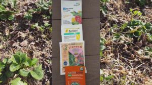 Клубника. Без ЭТОГО не начинай обработку клубники весной.