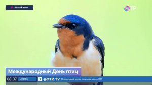 Международный день птиц