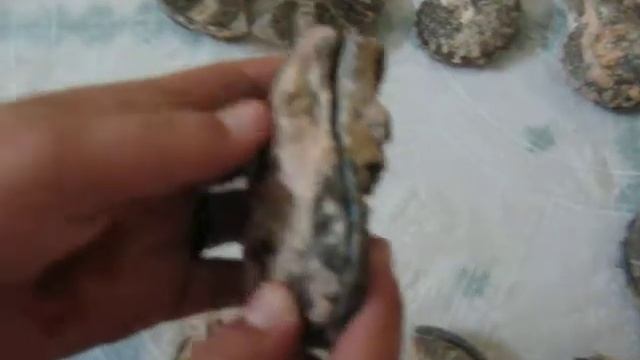 Ammonites cutted смотреть онлайн