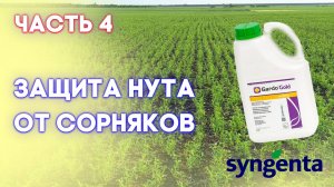 НУТ | Часть 4 | Прогрессивный взгляд на технологию возделывания нута от посева и до уборки |