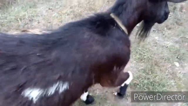 Сметаем листья и орехи с крыши дома . смотреть онлайн
