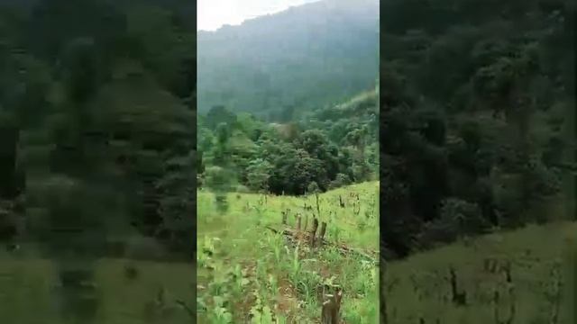 jhum cultivation #of arunachal pradesh Depo Village@Marlin -official смотреть онлайн