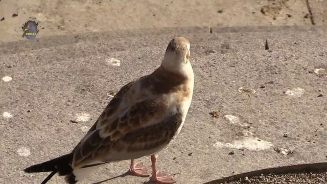 MOUETTE Rieuse / Juvénile / Chroicocephalus ridibundus ! BRUITX смотреть онлайн