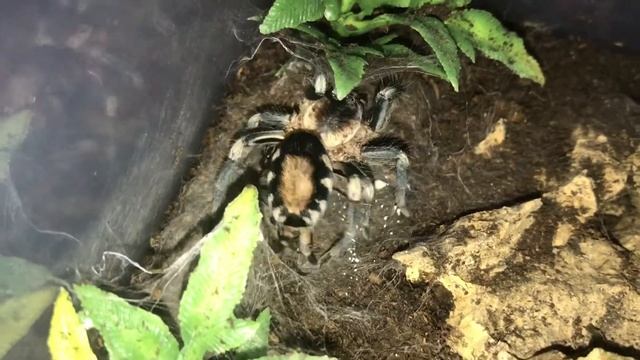 Cyriocosmus ritae feeding. A dwarf tarantula with a giant appetite. смотреть онлайн