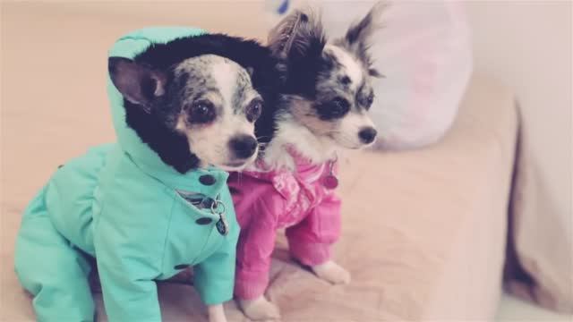 Осенне-зимняя одежда для собак: must-have коллекция 🧥❄️ смотреть онлайн