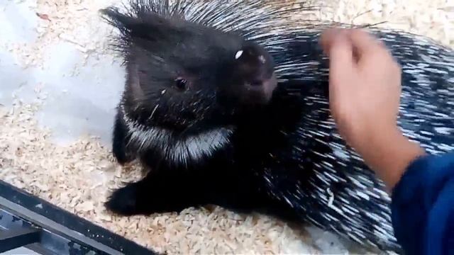 Гладим дикобраза! \ Playing with porcupine! смотреть онлайн