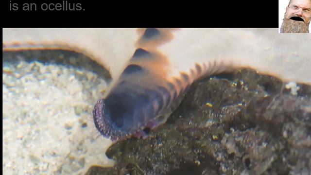 What in the world are ocelli? (zzzoology 41 with Grumpy Old Grouch) смотреть онлайн