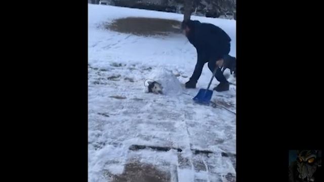 Безразличный хаски смотреть онлайн