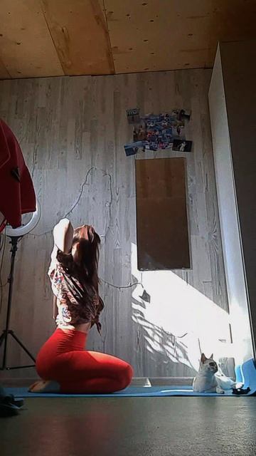 небольшая тренировка с моей кошкой хахах смотреть онлайн