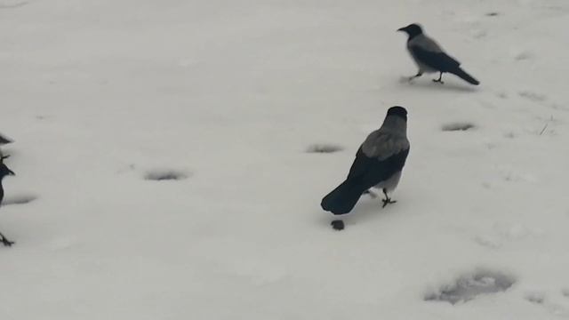 Ворона босс завладел костью \ Boss crow owns the bone смотреть онлайн