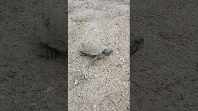 я нашёл черепаху смотреть онлайн