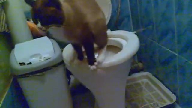 Кот любит какать в унитаз - учитесь у Злодея смотреть онлайн