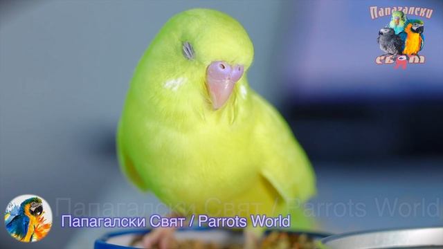 Бебе спящ ВЪЛНИСТ папагал. CUTE SLEEPING BABY BUDGIE 💛💛💛 ЖЪЛТО ПАТЕ смотреть онлайн