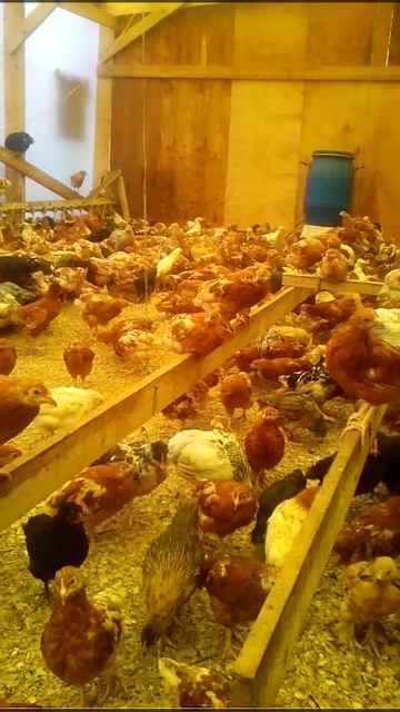 Молодняк кур-несушек (50 дней) 27.02.2015. смотреть онлайн