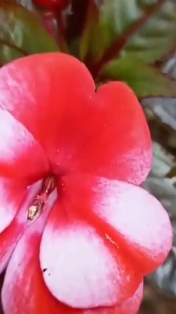 Balsam double colour#shorts#Impatiensbalsam #business #youtubeshorts #jasminsworld смотреть онлайн