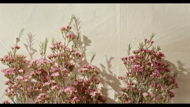 Beautiful Flowers Video | Status Music Classic смотреть онлайн