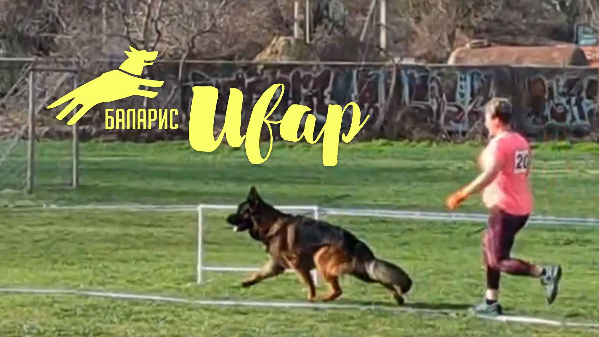 Баларис ИВАР (ВАРГАС из Белого Яра — Баларис УНИВЕРС) 2 года