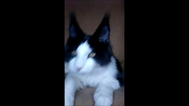 Rascoon Pegas 24 weeks смотреть онлайн