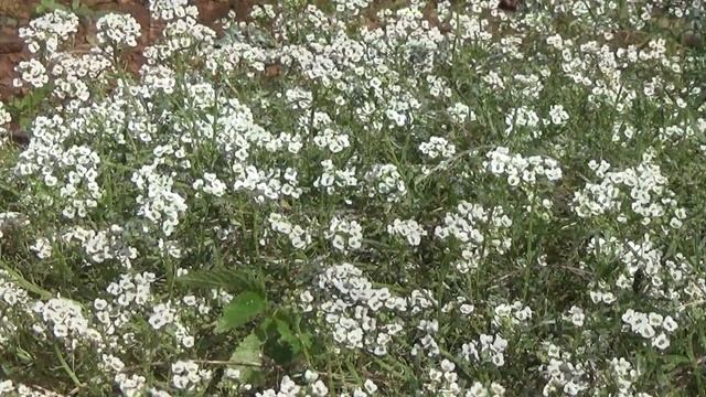 Você sabia ? # 207 - A Lobulária, Álisso, ou Flor-de-Mel смотреть онлайн