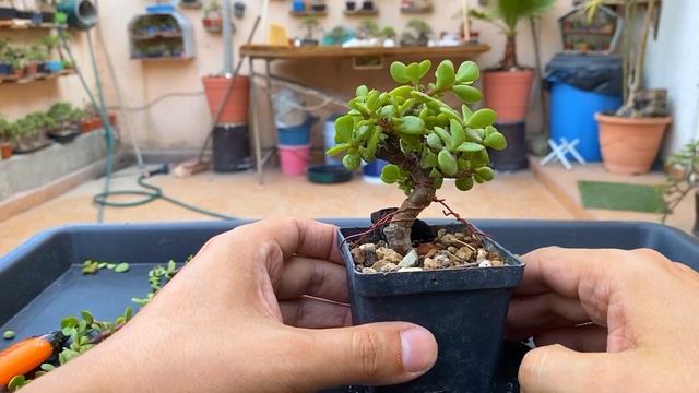 COMO DOBLAR TRONCO SIN ALAMBRE 🌳 #jade #portulacariaafra #bonsai смотреть онлайн