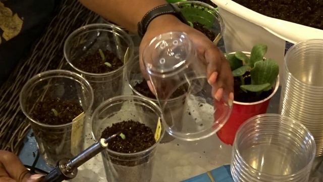 My Overwinter Indoor Garden Experiment Updat Video #9 & Mail Call смотреть онлайн