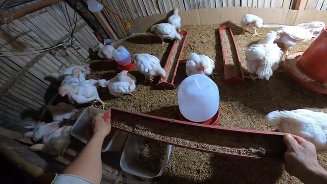 pwede nang iharvest,.. 3 weeks old broiler chicken farming 🙂 смотреть онлайн