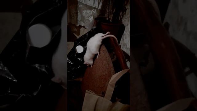 Крыса по имени Маруся спускается со стула!! смотреть онлайн