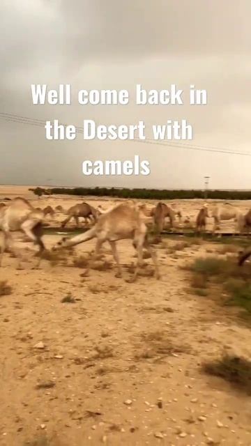 #short #camel in the #desert amazing lots of camel 🐫🐫🐫 #satisfying #shortvideo @ann vlogtv смотреть онлайн