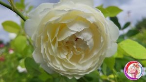 Обзор сортов роз. Европейские саженцы в контейнере.