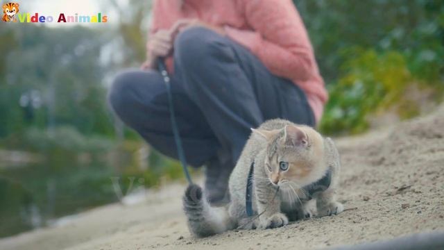 100 animals to play with your baby on Sunday: cows, chickens, pigs, ducks смотреть онлайн