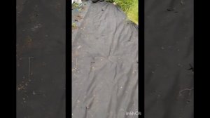 Посадка томатов в открытый грунт под спанбонд.2024г.