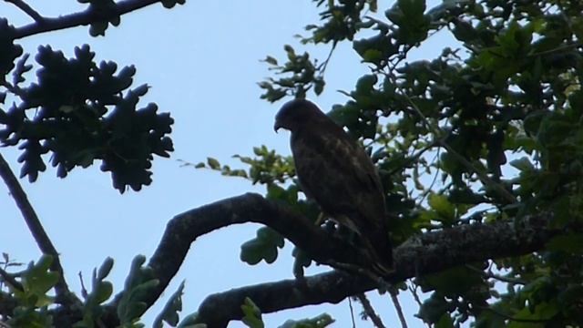 Common Buzzards - Buteo buteo - Vákur - Músvákar - Ránfugl - Villtir fuglar смотреть онлайн