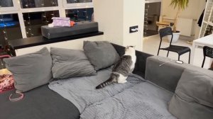 НОВЫЙ ДОМ для КОШКИ МУРКИ! РЕАКЦИЯ на СЕКРЕТНУЮ КОМНАТУ! 24 ЧАСА