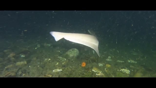 🦈 2 Six Gill Sharks 🦈 Tonight 8/17/2021 смотреть онлайн