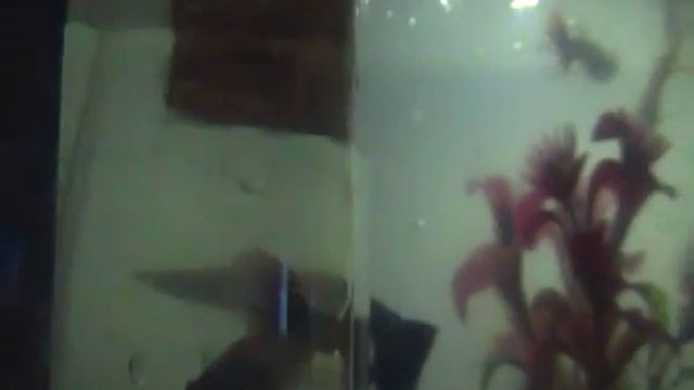 разведение гуппи.Алишер смотреть онлайн