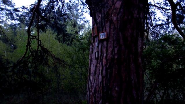 Пение птиц в лесу смотреть онлайн