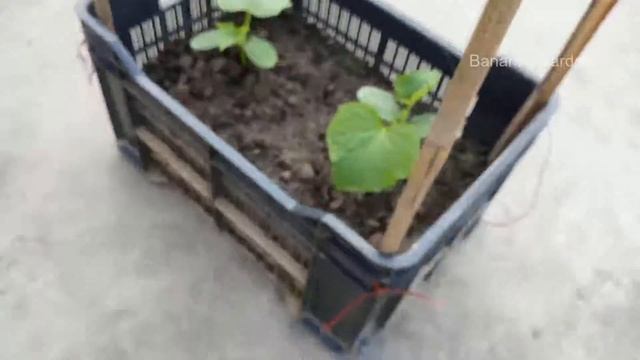 Low cost, DIY Plant Trellis idea | Homemade Plant support idea | Banani's Garden смотреть онлайн