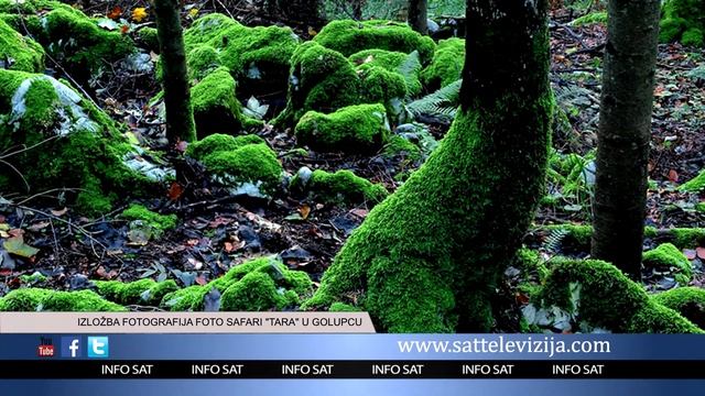 IZLOŽBA FOTOGRAFIJA FOTO SAFARI "TARA" U GOLUPCU смотреть онлайн