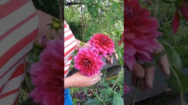 Мой цветник. Часть 2. смотреть онлайн