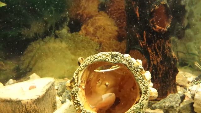 Цыхлиды Фламинго смотреть онлайн