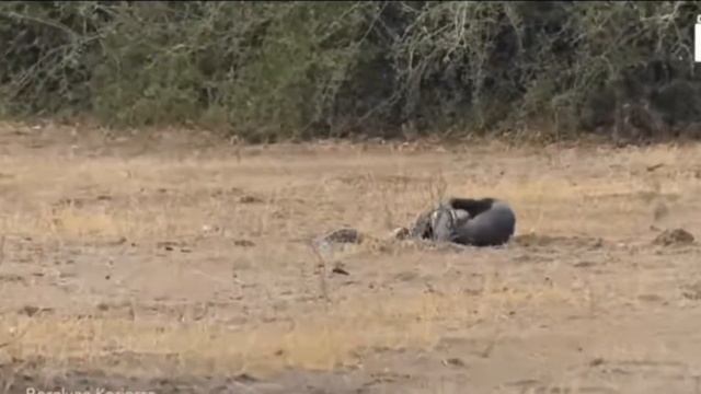 KURTLAR ONU GÖRÜNCE KAÇIYOR KURTLARIN ARASINA DALAN DEV PORSUK WOLF смотреть онлайн