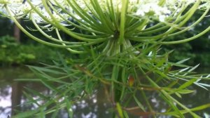Wild Carrot (Daucus Carota) - 2012-07-02