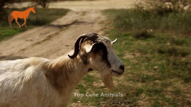 Cute animals - lion, cat, horse, dog, tiger, sheep - animal sounds, farm animals смотреть онлайн